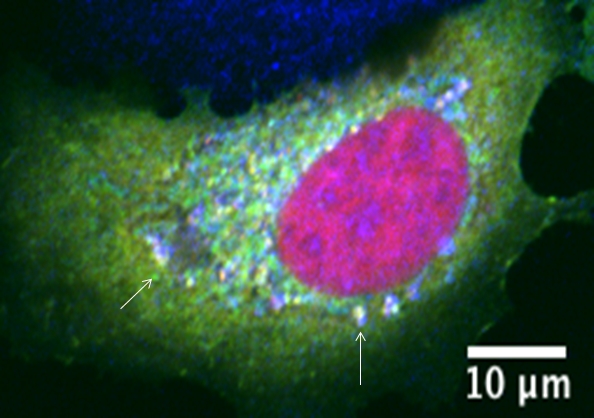 Filling in the “GAP” in cell (mis)communications