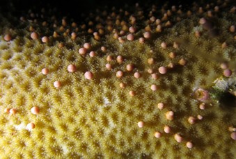 Why corals do not always pass on symbionts to their offspring