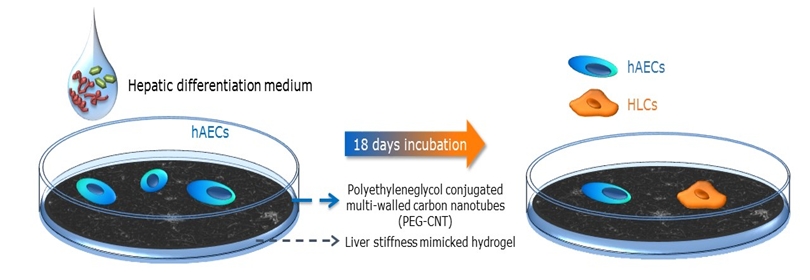 Reconstructing healthy liver cells using a nanomaterial-based matrix