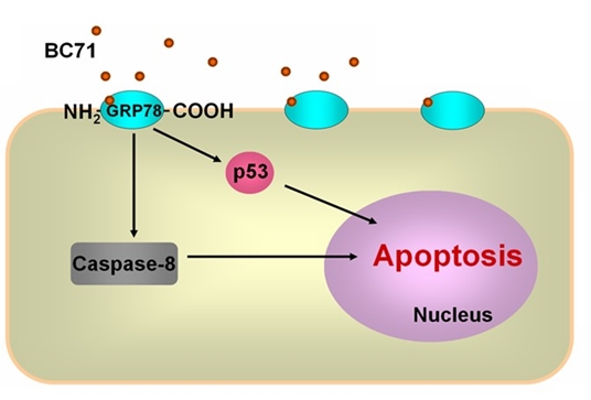 Cyclic peptides for cancer therapy and prognosis assessment