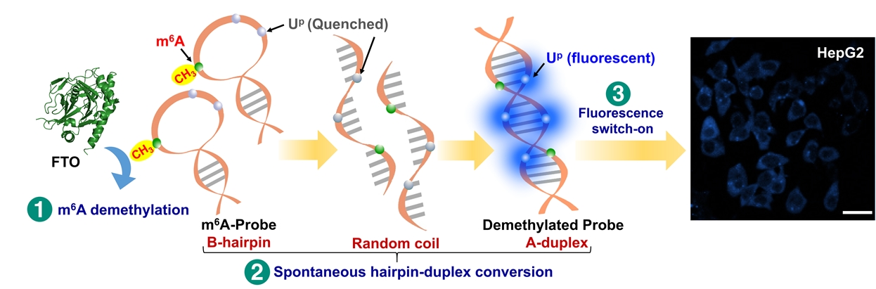 Novel probe for metabolic diseases