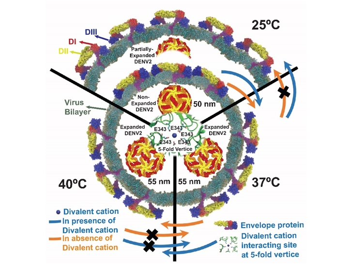 Dengue infection correlates to dynamics rather than morphologies