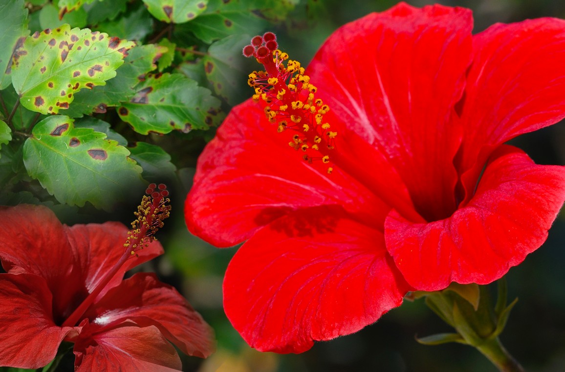 Hibiscus virus discovered in Brazil