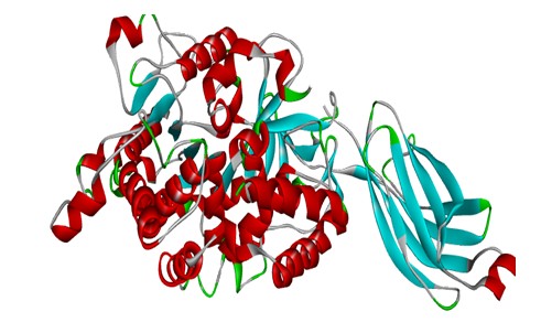 Fluorescent probes to study cellular activity