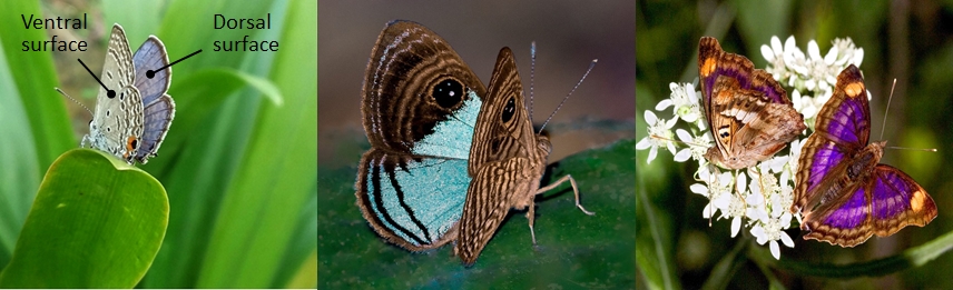 Gene controlling surface-specific butterfly wing patterns