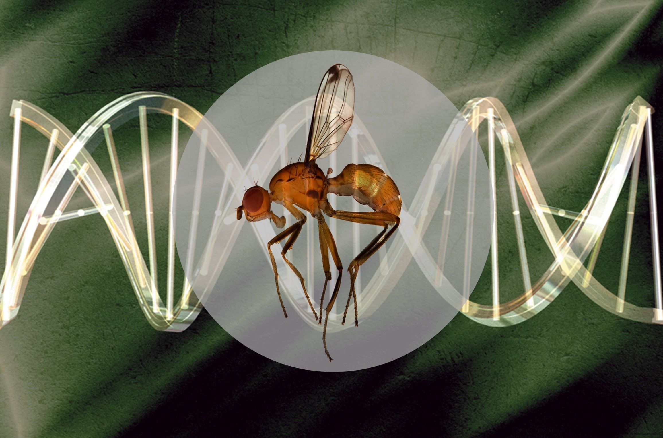 Towards a better understanding of genome size evolution