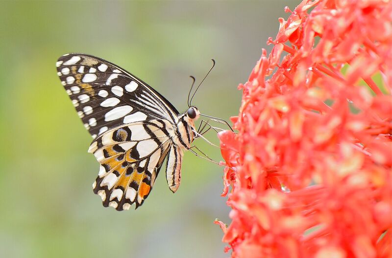 Diet of tropical butterflies