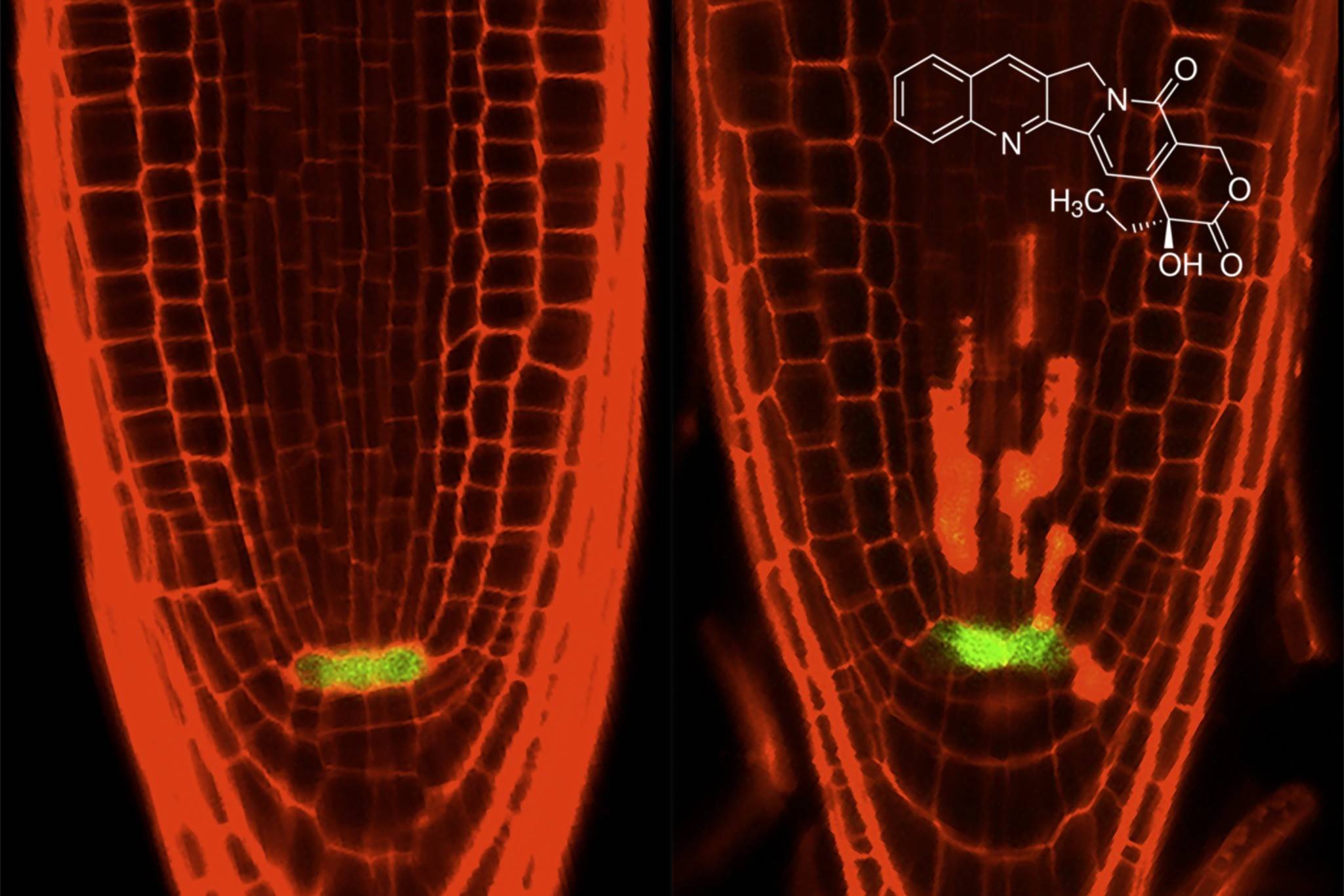 Plant-derived anti-cancer drug targets stem cells