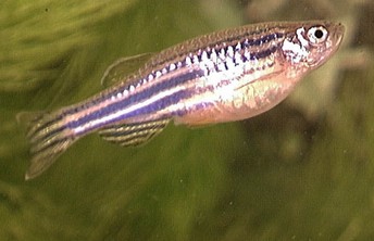 Modelling neurodegeneration in zebrafish