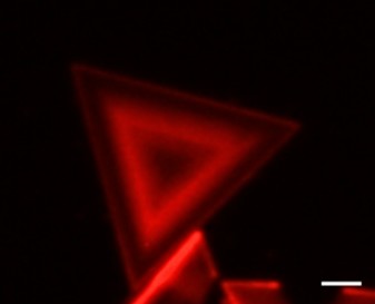 Fluorescent concentric triangles