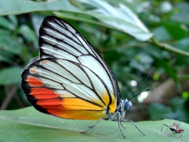 Flashy wing colours for protection