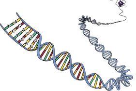 Mutation patterns in DNA sequences