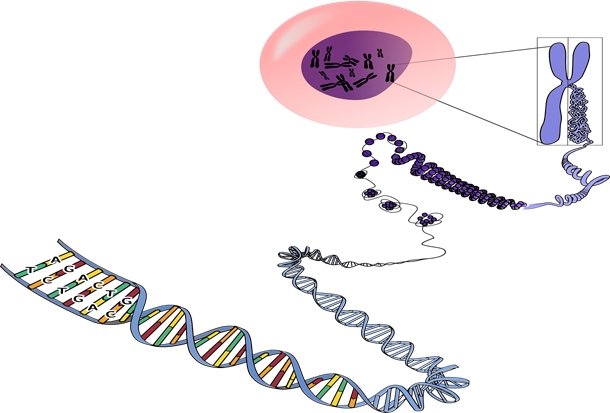 Mutation patterns in DNA sequences