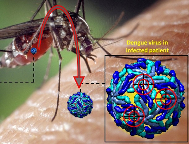 Hunting vulnerable targets on Dengue