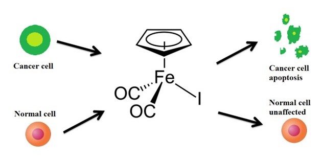 Targeting cancer cells with iron compounds