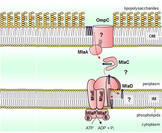 Maintenance of outer membrane lipid asymmetry in bacteria