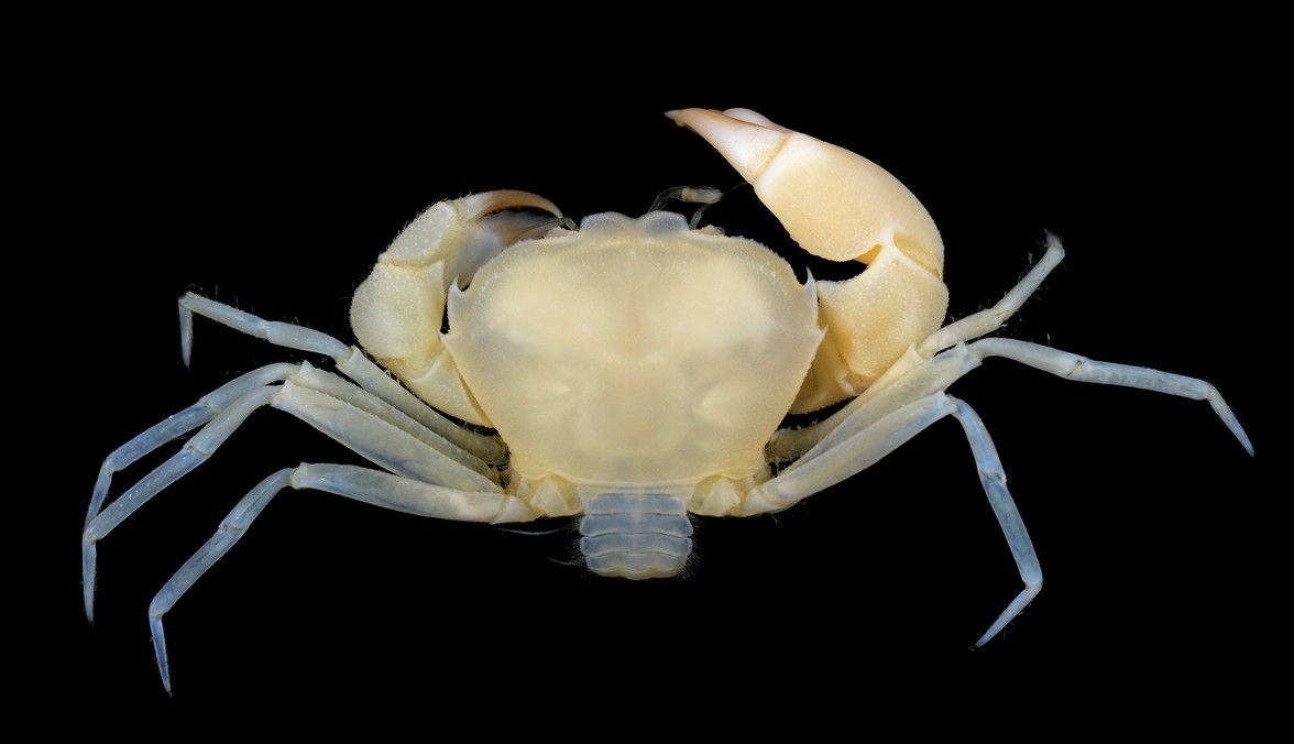 New crab species goes viral