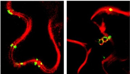 Specific targeting of protein into cells