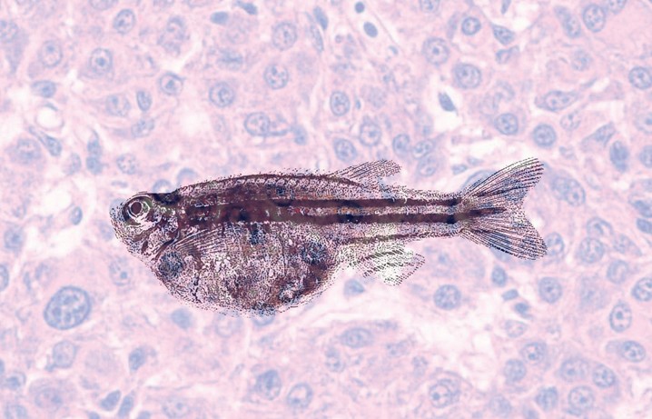 Non-sex hormones in sexing liver cancers