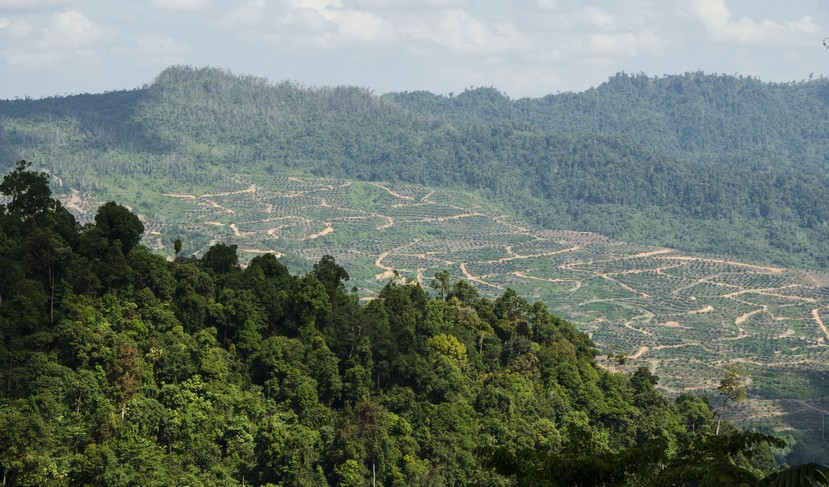 Where to convert forests to tropical agriculture?