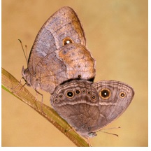 How a butterfly changes its spots