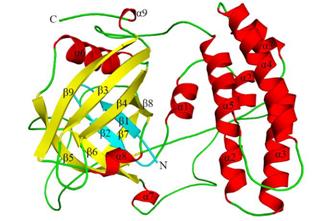 Cyclophilin 38 – a plant immunophilin with a great hidden secret