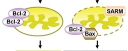 Immune response