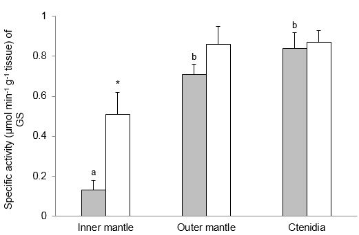 Light and calcification in giant clam