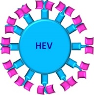 Vaccine for Hepatitis E virus (HEV)