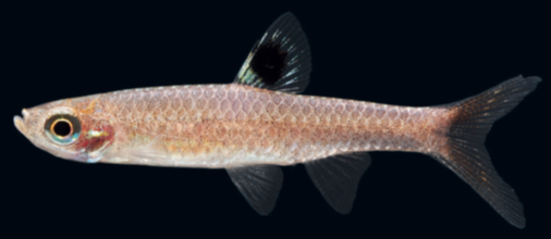 A new species of rasborin fish discovered