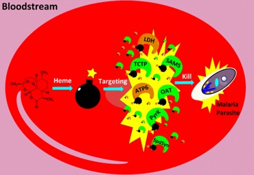 Promiscuous targeting of antimalarial artemisinin