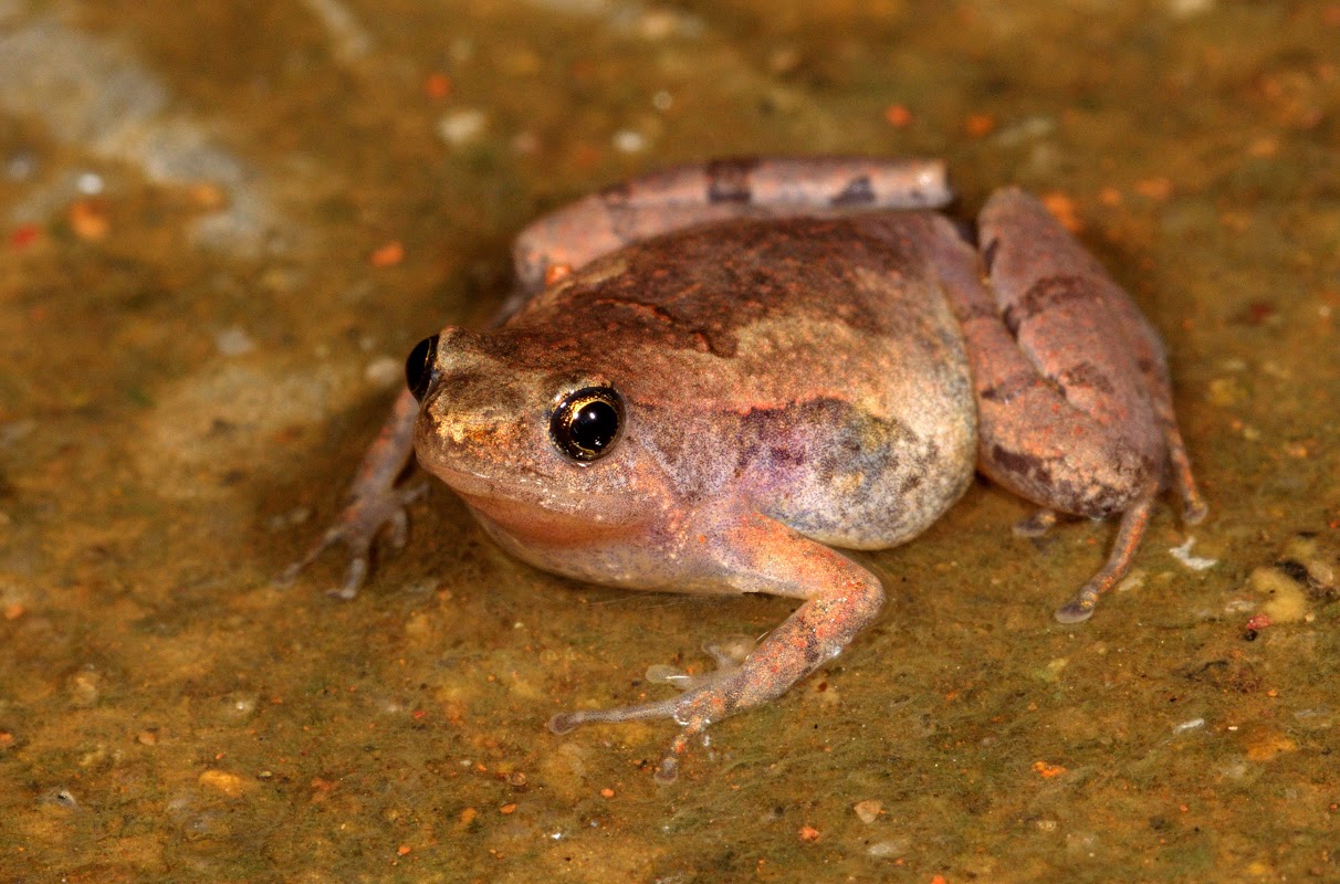 A new frog species