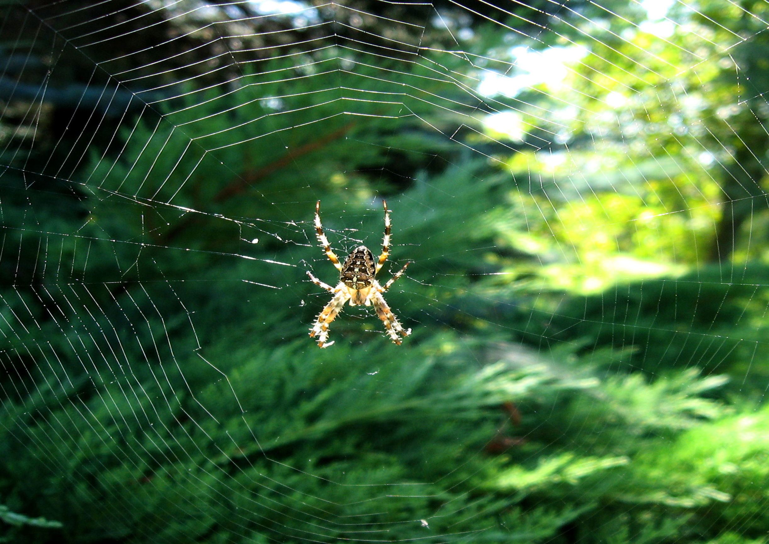 Biomimetic engineering of spider silk