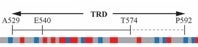 Design and develop treatment strategies for cancer