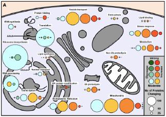 Membrane Stress Response Buffers the Harmful Effects of Lipid Disequilibrium