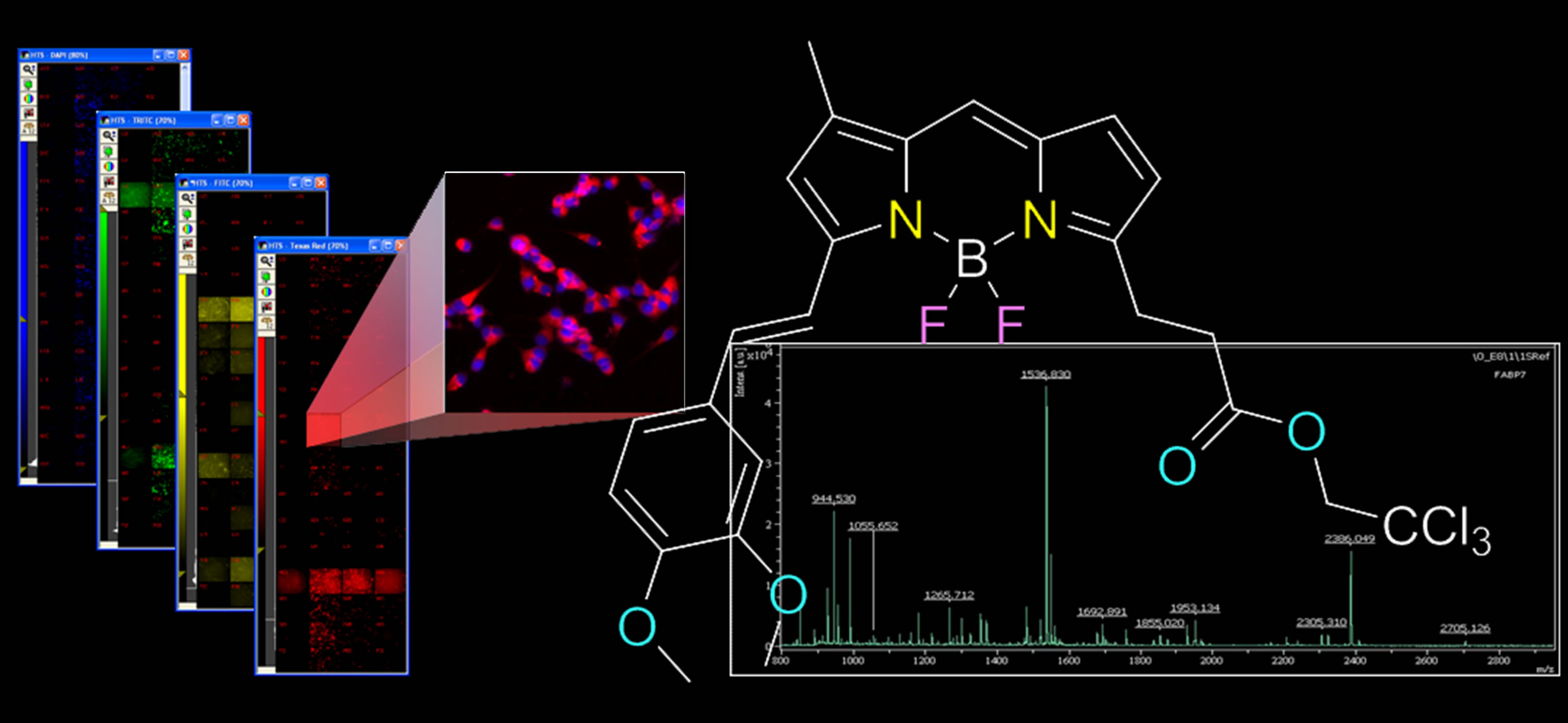 Novel fluorescent probe for neuro stem cell