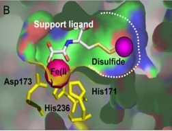 A potential new drug for obesity