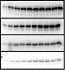 Unraveling Function of Biological switches by Mass Spectrometry