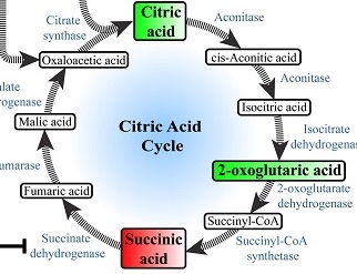 Metabolic profiles of Alzheimer’s disease