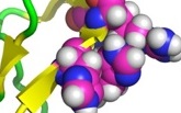 The role of FAT-10 in tumor progression