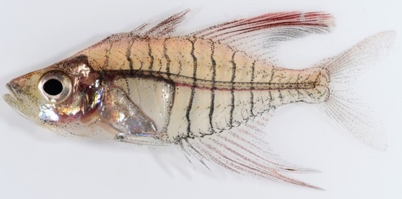 A new species of glassperch fish discovered