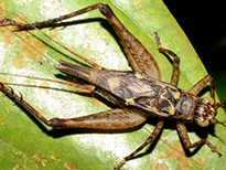 A new species of cricket discovered