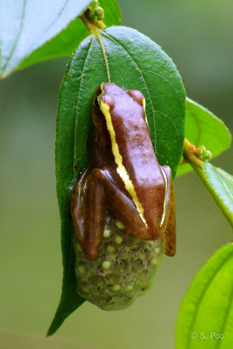 Unusual parenting in a Southeast Asian species of treefrog