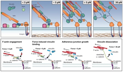 Sensing mechanical forces by cells