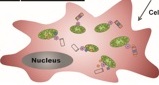 Engineered nanotubes for chemotherapeutics