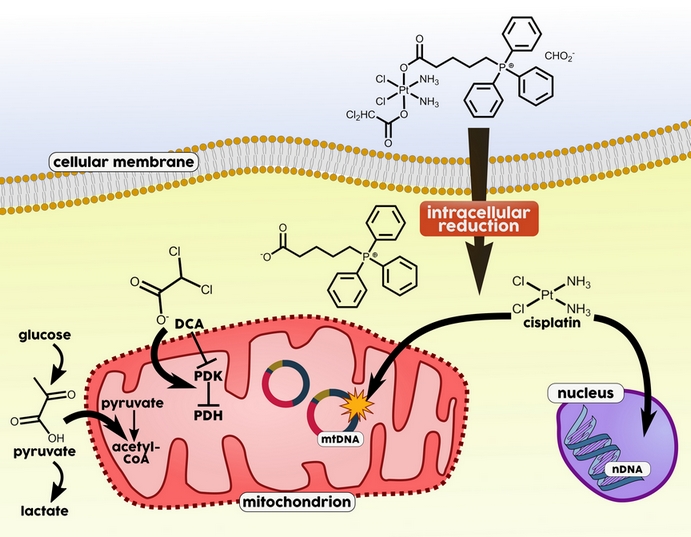 Cancer drug with improved targeting and reduced toxicity