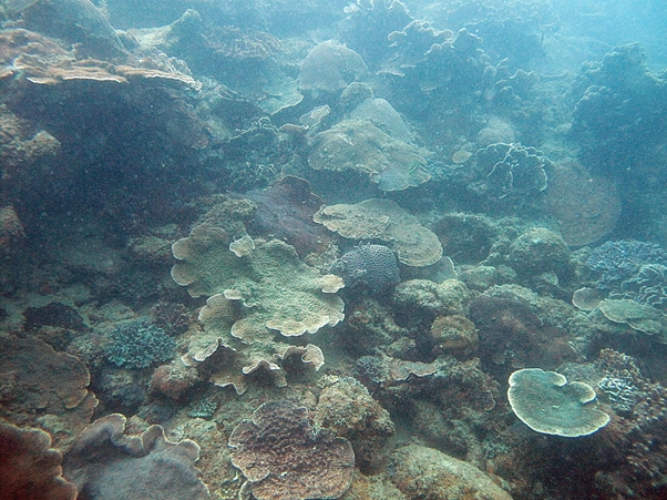 Singapore corals likely to survive projected rise in sea levels