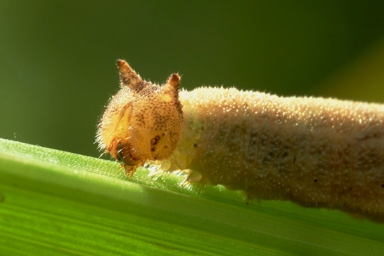 Learned odour preferences can be inherited in butterflies