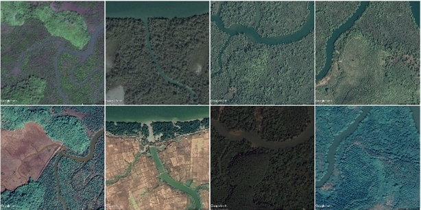 Substantial mangrove deforestation in Myanmar