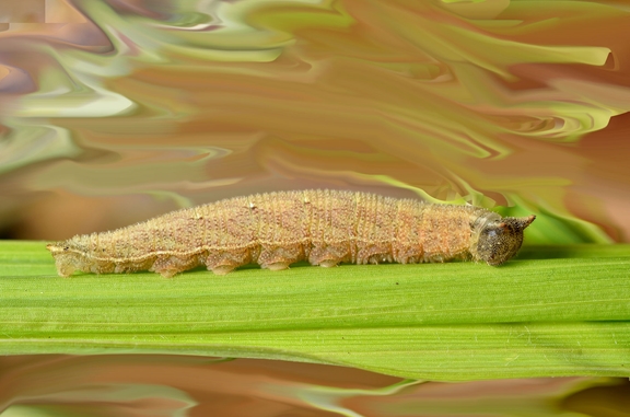 Haze smoke affects butterfly caterpillars